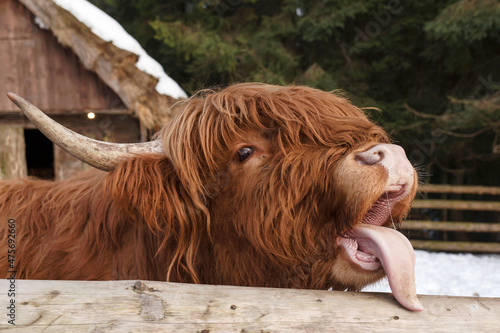 Scotland cow with open mouth and tongue out close up. Scottish highland cows portrait photo