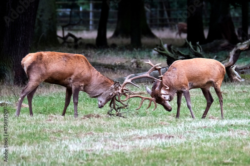 Fototapeta Naklejka Na Ścianę i Meble -  Zwei konkurrierende Rothirsche ( Cervus elaphus ).