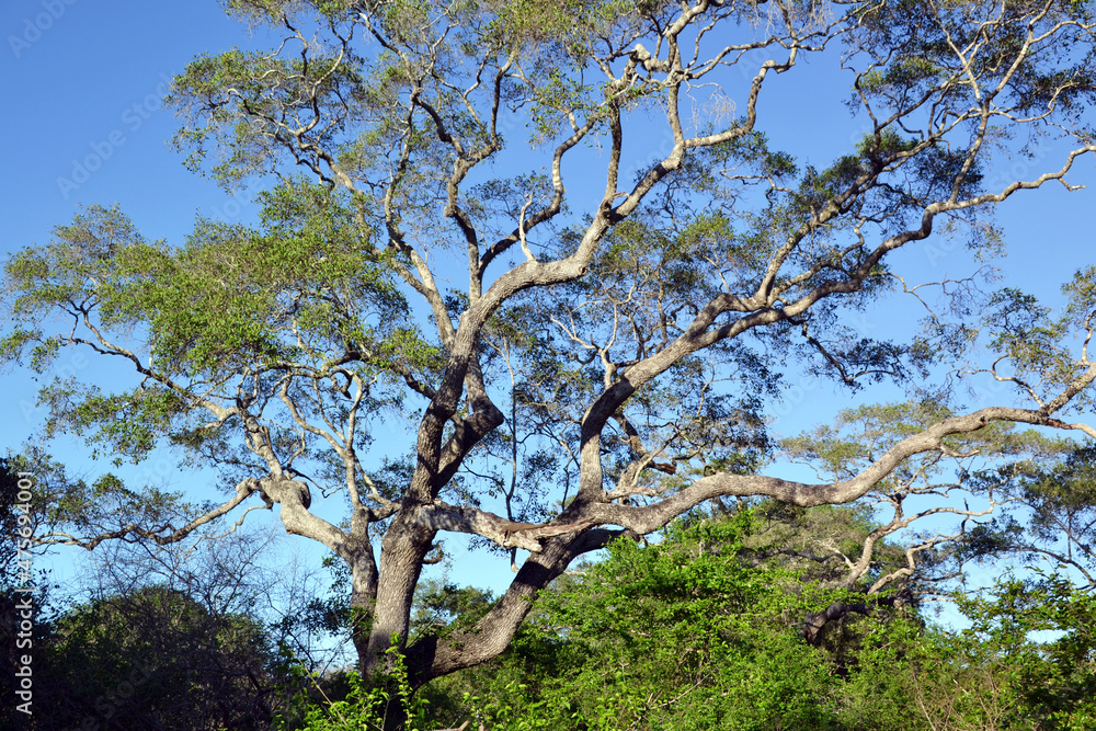 Fototapeta premium Sri Lanka, varanus, lizard in Yala National Park 