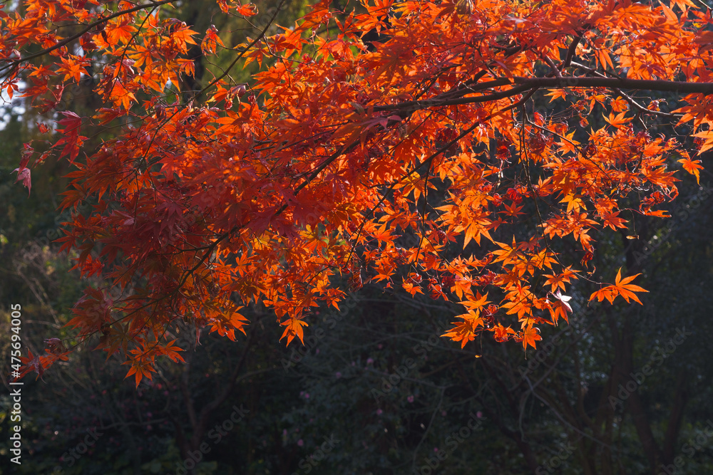 Autumn scenery in Wuhan Botanical Garden, Hubei, China