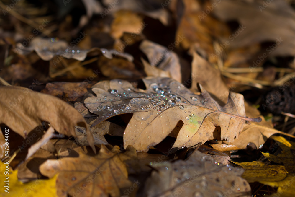 Fototapeta premium fallen orange oak leaves with water drops selective focus