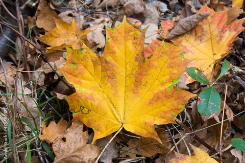 fallen autumn yellow maple leaf on ground