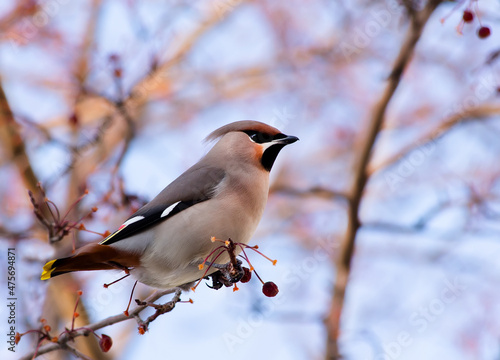 Bohemian Waxwing bird on a branch with berries in the city park.