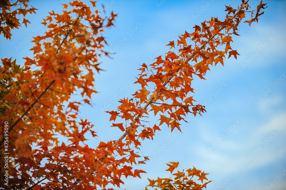A spectacular view of red maple leaves and yellow ginkgo leaves against a blue sky in autumn