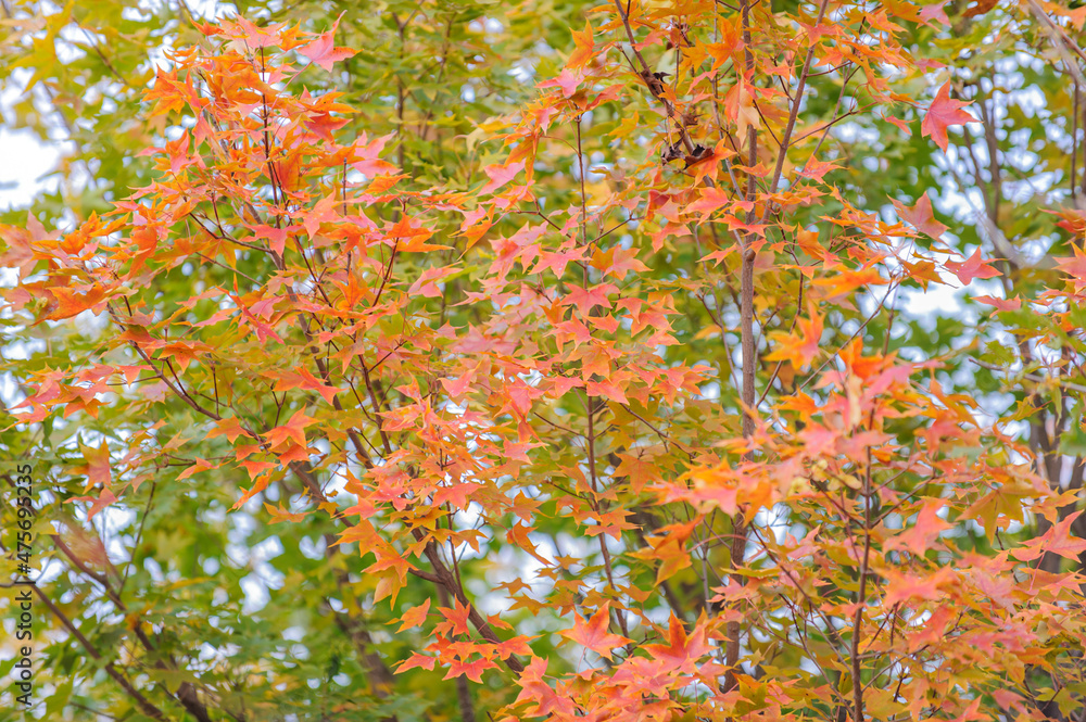 A spectacular view of red maple leaves and yellow ginkgo leaves against a blue sky in autumn A spectacular view of red maple leaves and yellow ginkgo leaves against a blue sky in autumn