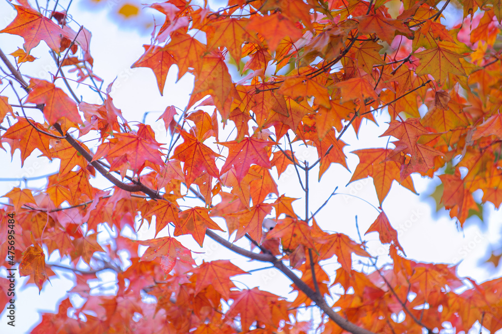 A spectacular view of red maple leaves and yellow ginkgo leaves against a blue sky in autumn A spectacular view of red maple leaves and yellow ginkgo leaves against a blue sky in autumn