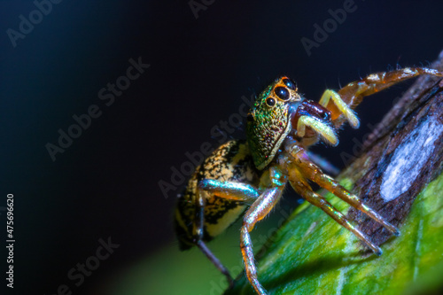 colorful spider on top of a leaf with black background © Said