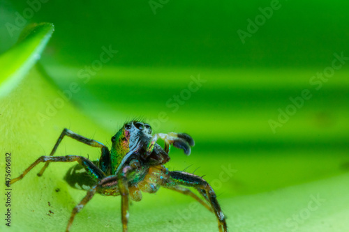 colorful spider on top of a leaf