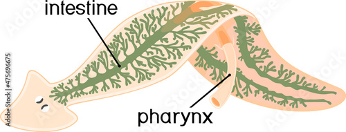 Digestive system of planaria (flatworm) isolated on white background