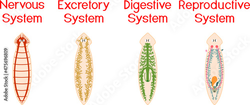 Nervous, Reproductive, Digestive and Excretory system of planaria (flatworm) isolated on white background