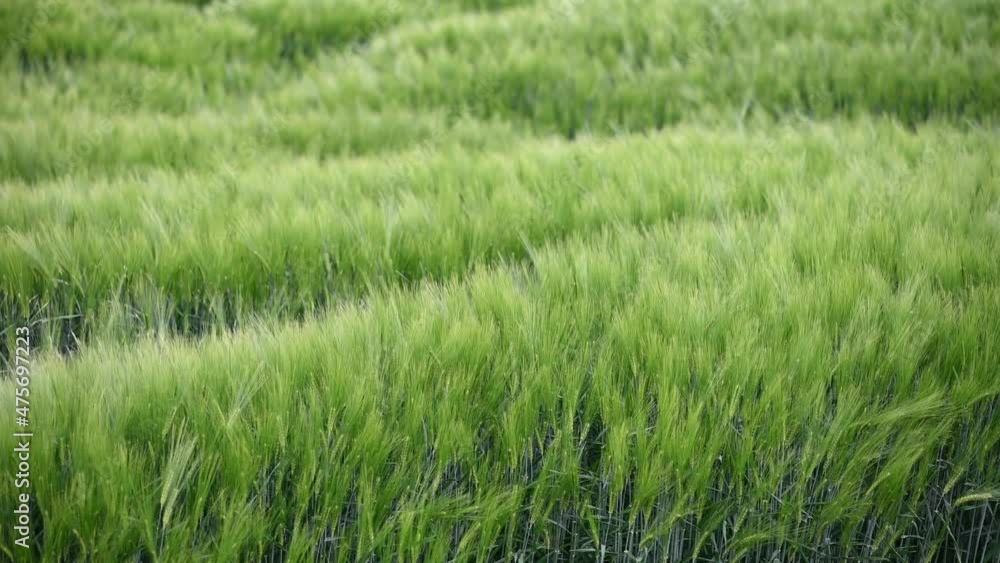 Beautiful green field of fresh barley cereals. Background Beautiful green field of fresh barley cereals. Background