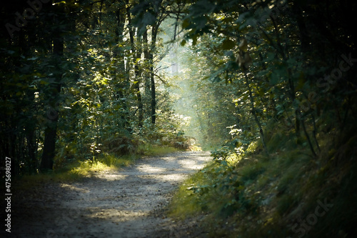 light in the forest