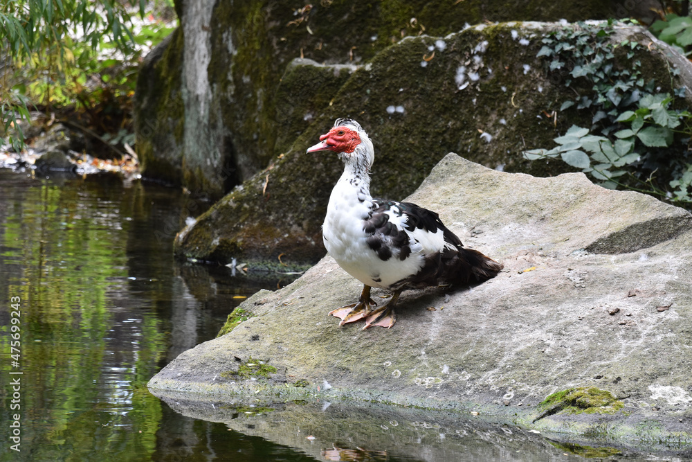 duck in the pond duck in the pond