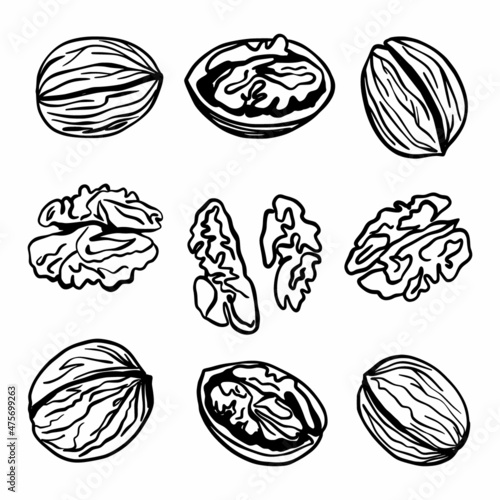 Vector collection of hand-drawn walnuts