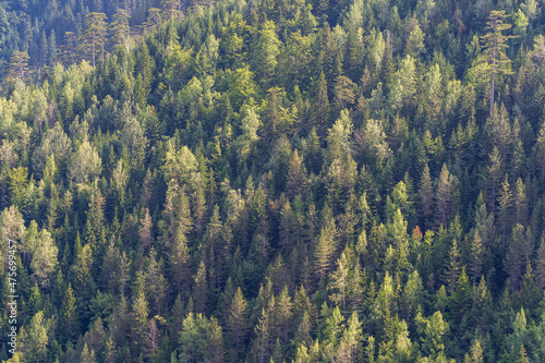 Top view of the green treetops of coniferous forests in mountain
