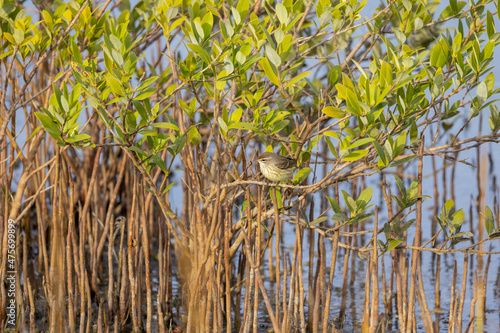 A palm warbler searching for food among the mangroves in the saltmarsh at Fort Mose Historic State Park in St. Augustine, Florida.