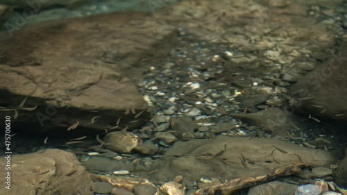 Fish(Taiwan torrent carp,Deep-body shovelnose minnow, Taiwan shoveljaw carp)  swimming in clear river located at Taroko National Park, Taiwan photo