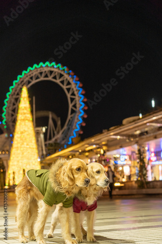 東京ドームシティウィンターイルミネーション／ゴールデンレトニエル photo