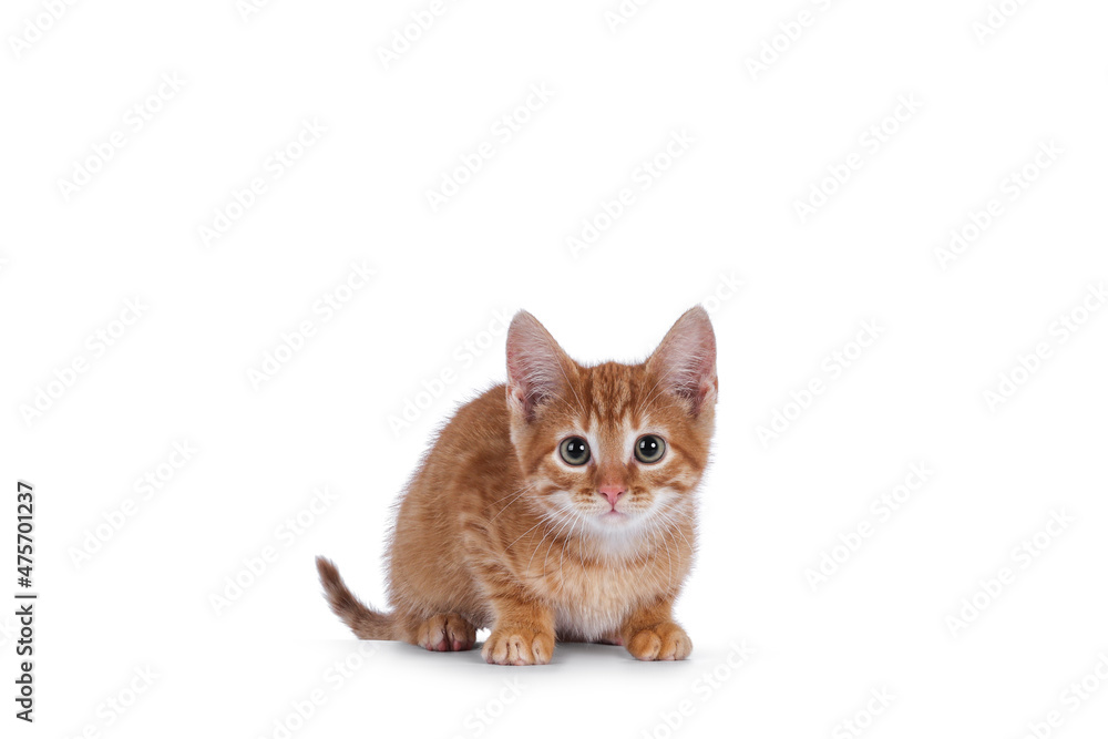 Cute little red house cat, laying down. Looking curious towards camera. Isolated on a white background. Cute little red house cat, laying down. Looking curious towards camera. Isolated on a white background.