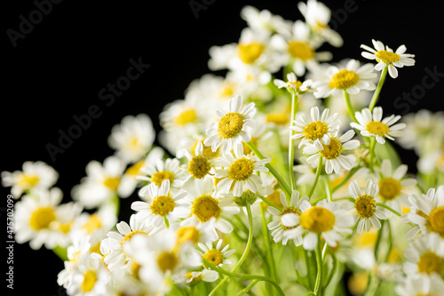 Chamomile with pretty little white flowers