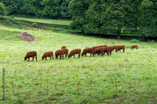 Salers cow in a meadow in Cantal (France)