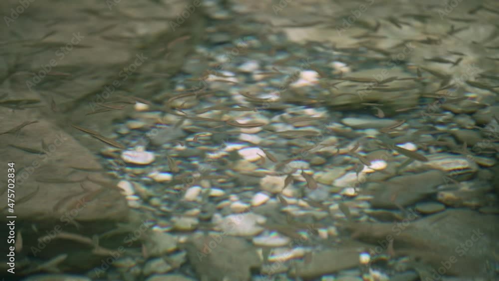 Fish(Taiwan torrent carp,Deep-body shovelnose minnow, Taiwan shoveljaw carp) swimming in clear river located at Taroko National Park, Taiwan Fish(Taiwan torrent carp,Deep-body shovelnose minnow, Taiwan shoveljaw carp) swimming in clear river located at Taroko National Park, Taiwan