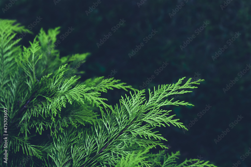 Beautiful green  leaves of Thuja trees on a black background. Thuja  is an evergreen  tree. Beautiful green natural background with copy space. Natural needles backdrop, bright evergreen texture
