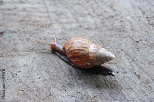 a snail with a rough wall background