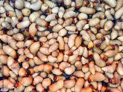 Red palm weevil, sago worm (Rhynchophorus ferrugineus). Larvae sago from red palm beetles, local food in Thailand.