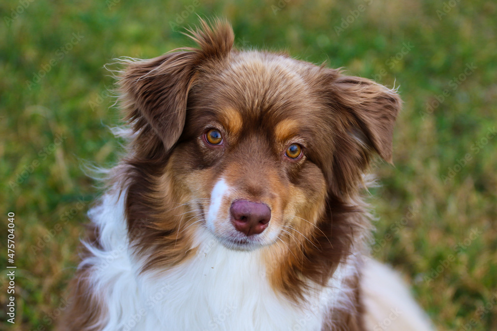 portrait of a shepherd