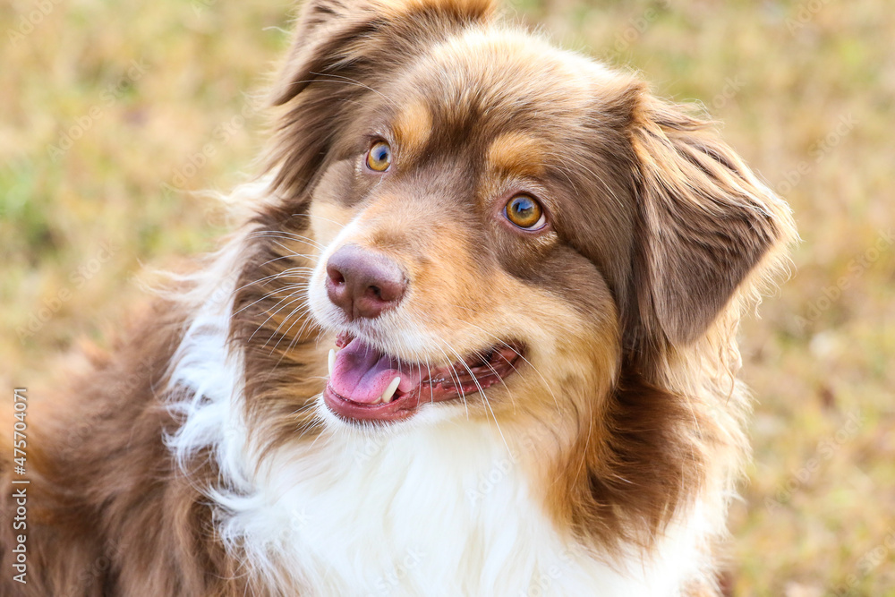 portrait of a dog portrait of a dog