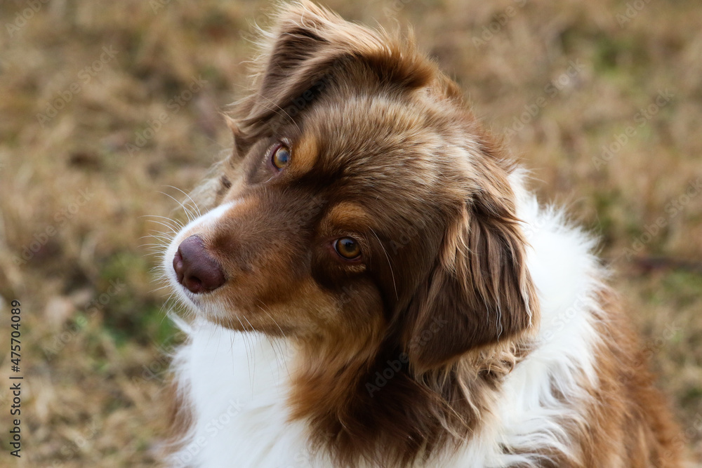 Obraz premium australian shepherd dog