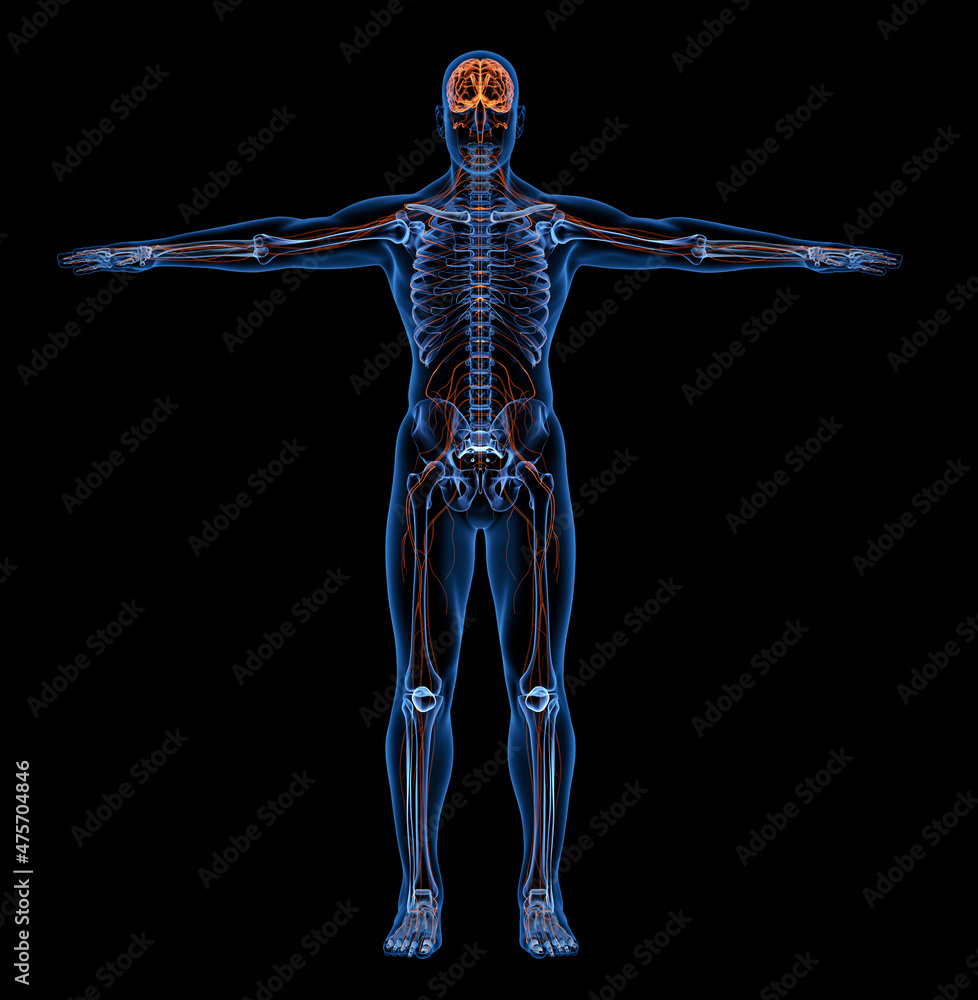 Nervous System of Human Body  X-rays. Front View - 3D illustration