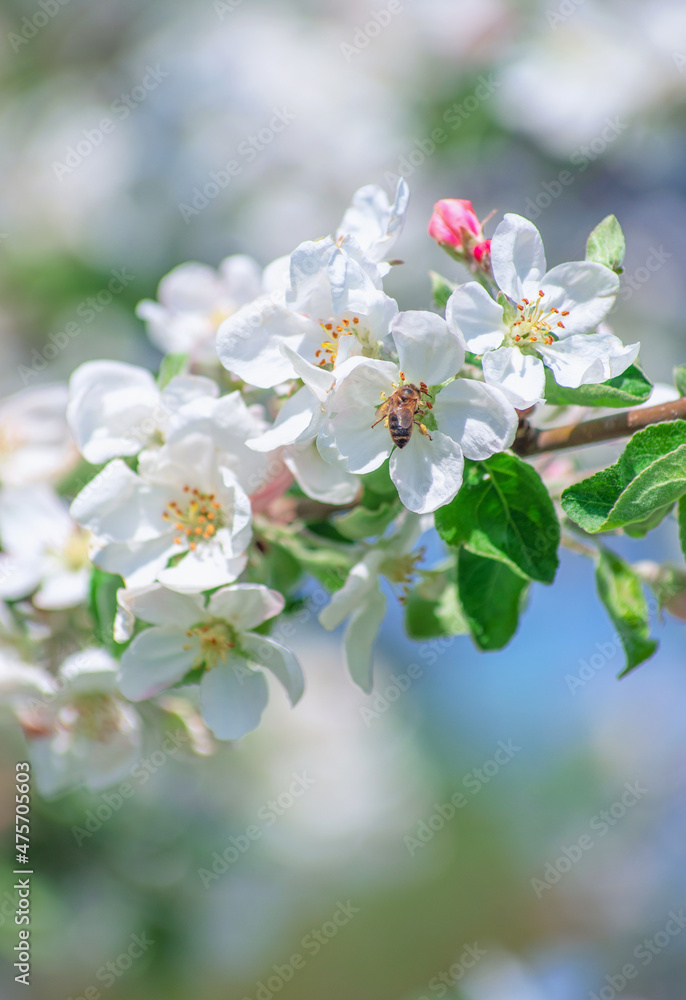 Spring Apple Blossom over blue sky.