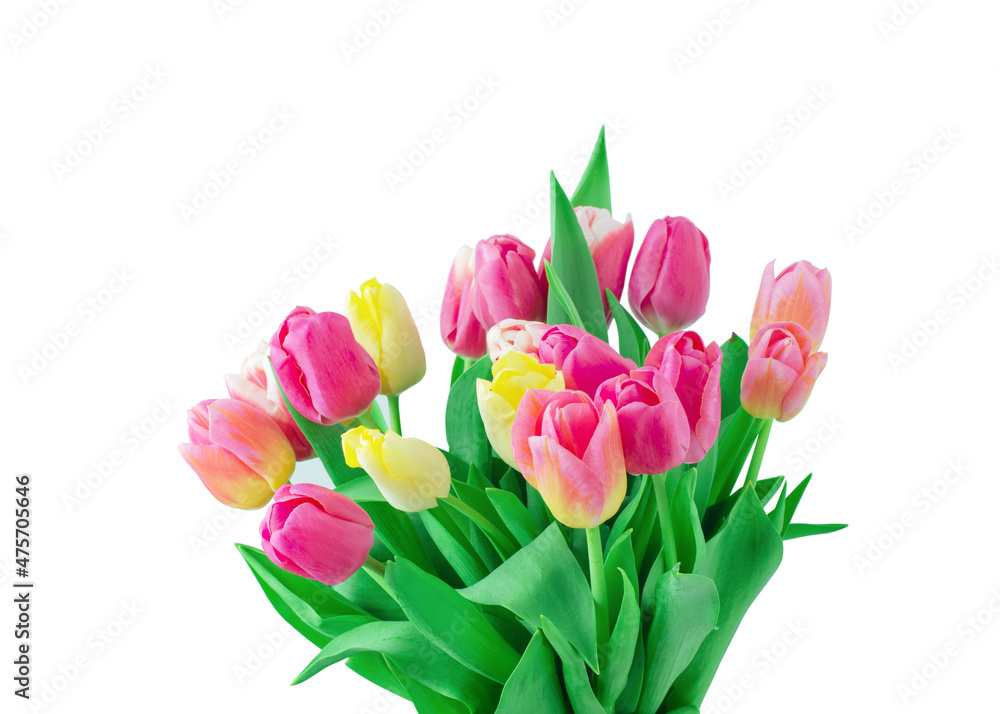 Mix of tulips flowers on white background Mix of tulips flowers on white background