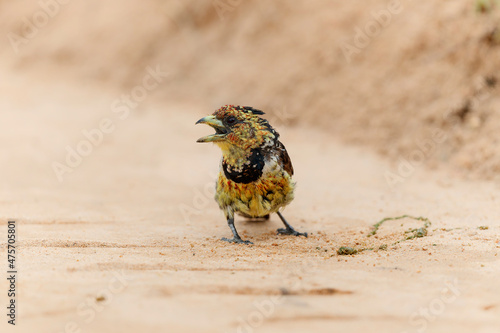 Crested Barbet (Trachyphonus vaillantii). The barbet has a caterpillar for prey and eats it by smashing it into pieces in Kruger National Park- South Africa photo