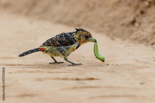 Crested Barbet (Trachyphonus vaillantii). The barbet has a caterpillar for prey and eats it by smashing it into pieces in Kruger National Park- South Africa photo