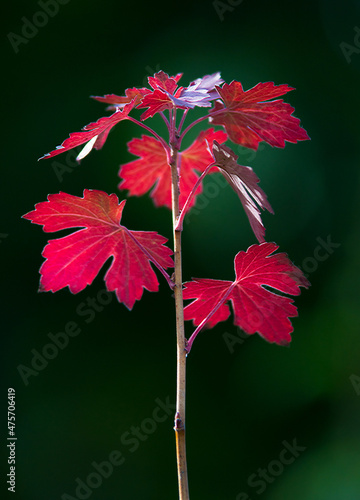 Herbst