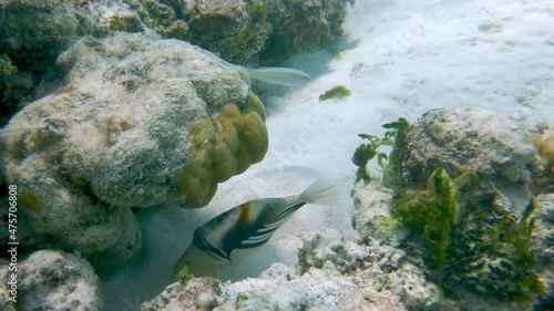 A Picasso Triggerfisch at the Maldives, Indian Ocean, Asia. photo