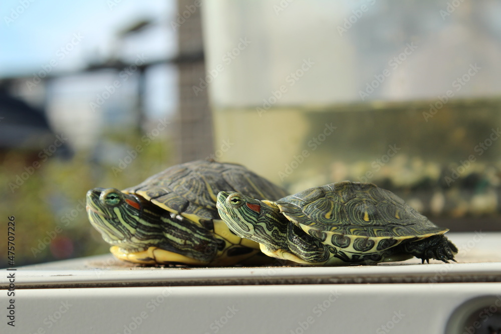 Obraz premium 仲良く日光浴する亀