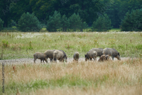 Herd of euroasian wild pigs or wild boars grazing in the meadow in the hunting area in the southern bohemia region of Czech Republic during summer evening.