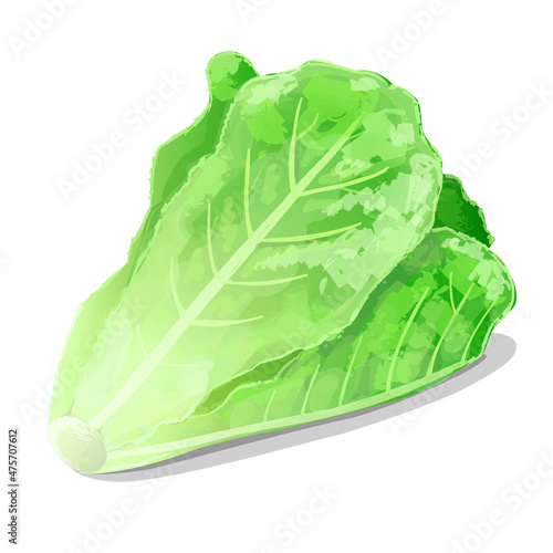 Lettuce icon in cartoon style. Vegetarian, organic food. Vector Illustration. 