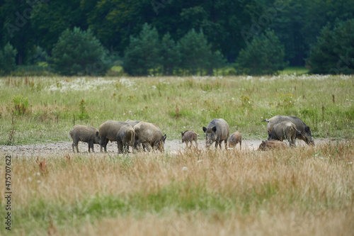 Herd of euroasian wild pigs or wild boars searching for food in the muddy field in the middle of meadow in the wood hunting area in the southern bohemia region of Czech Republic during summer evening.