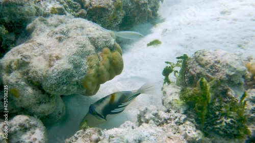 A Picasso Triggerfisch at the Maldives, Indian Ocean, Asia. photo