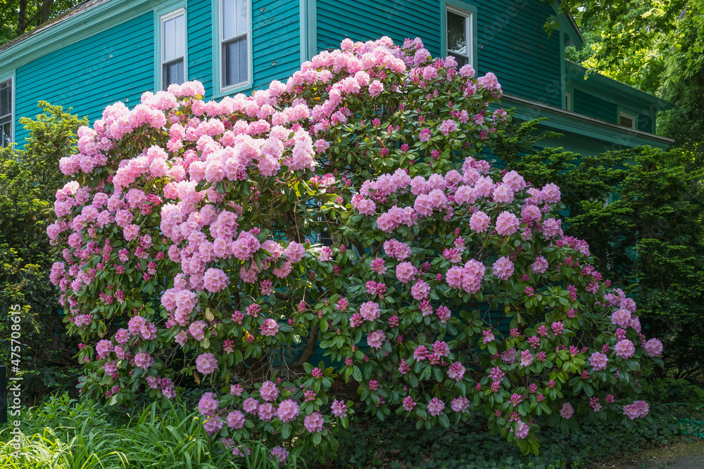 A huge bush of pink rhododendrons near the wall of a green house