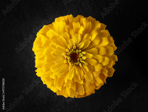 Studio shot of flower on black background. On a dark background. photo