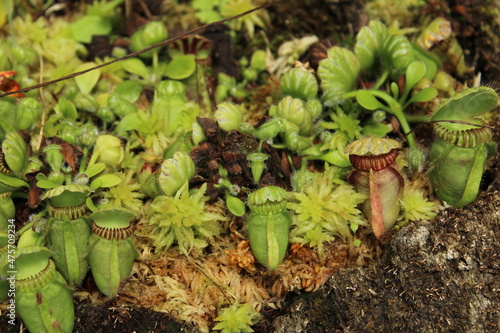 群生する食虫植物