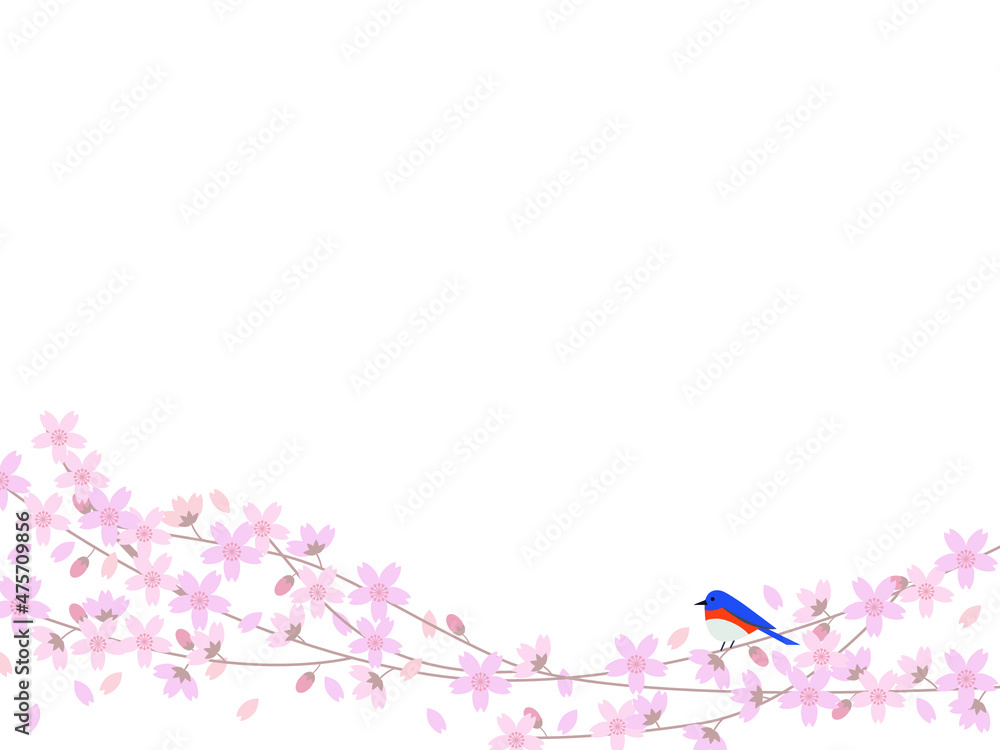 Japanese cherry blossom tree and Eastern bluebird Japanese cherry blossom tree and Eastern bluebird