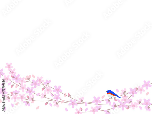 Japanese cherry blossom tree and Eastern bluebird