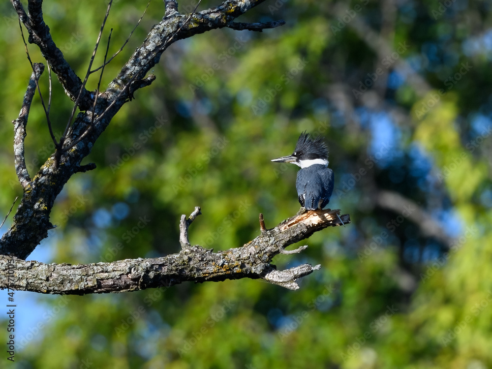 Obraz premium Belted Kingfisher Perched on Tree Branch in Summer